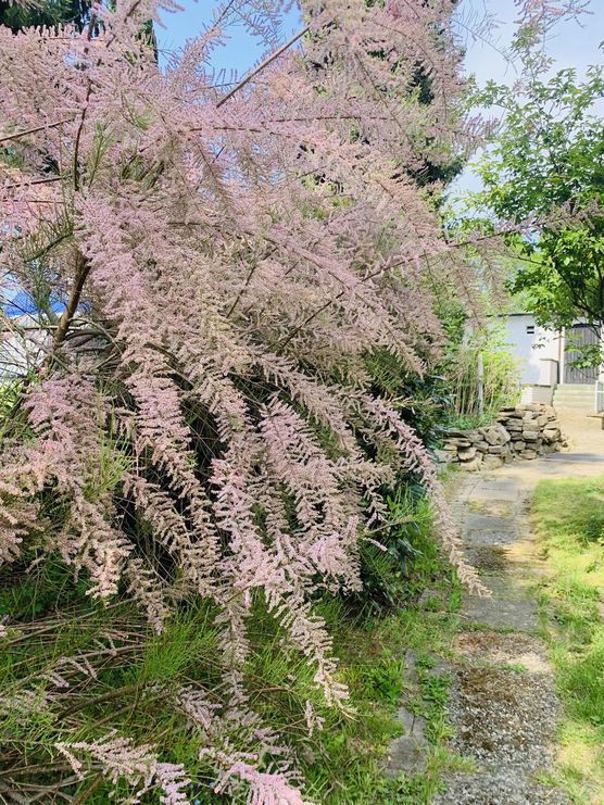 Bild von Diana Alester Bild von Diana Alester