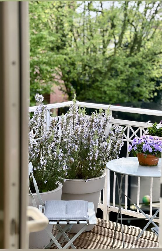 Große Rosmarinliebe 💜
Große Rosmarinliebe 💜