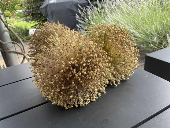 Bild von daqy Bild von daqy