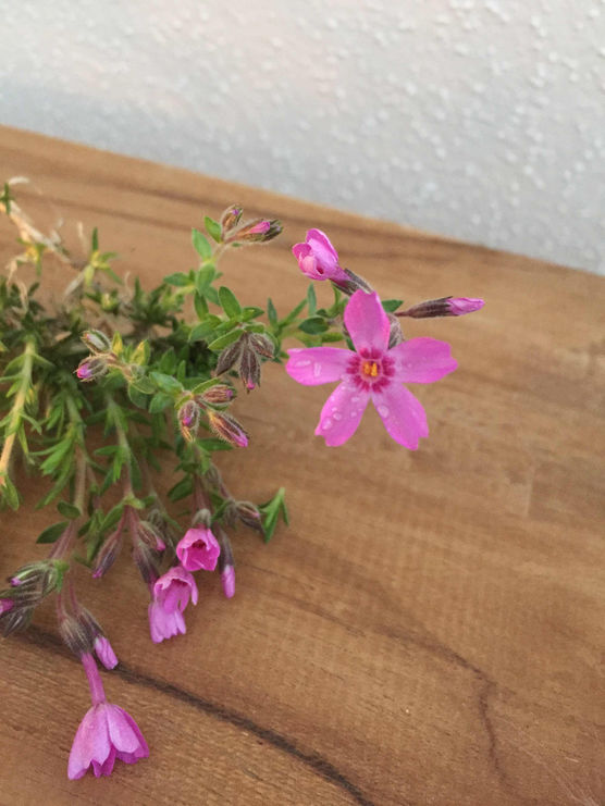 Bild von Schmetterlingg Bild von Schmetterlingg