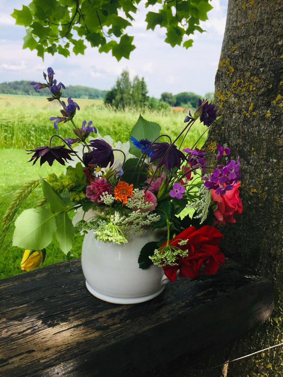 Bild von Schmetterlingg Bild von Schmetterlingg