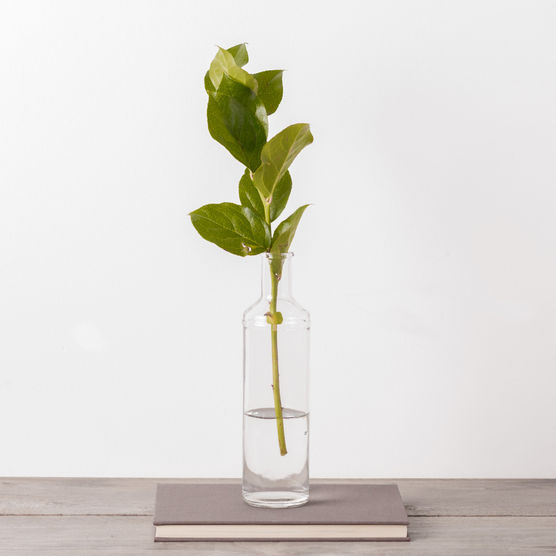 Schlicht und einfach. Die Schlicht und einfach. Die