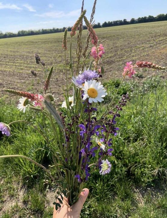 Bild von Rhododendron Bild von Rhododendron