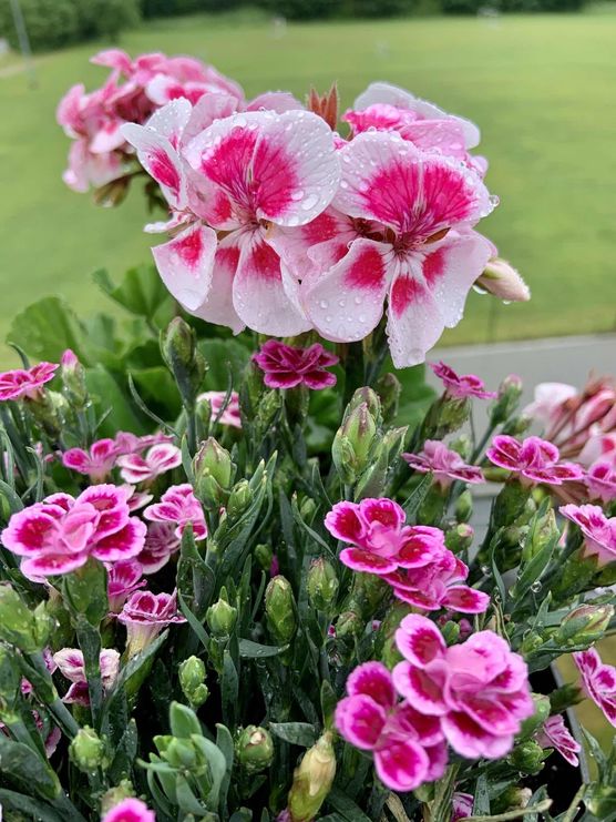 Bild von Rhododendron Bild von Rhododendron