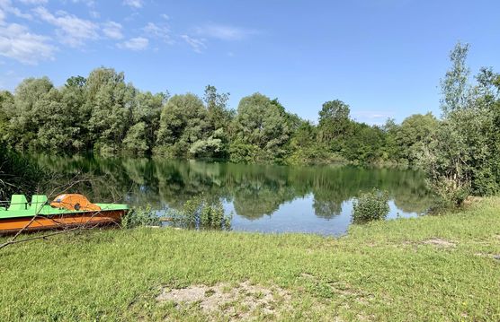 Bild von Rhododendron Bild von Rhododendron