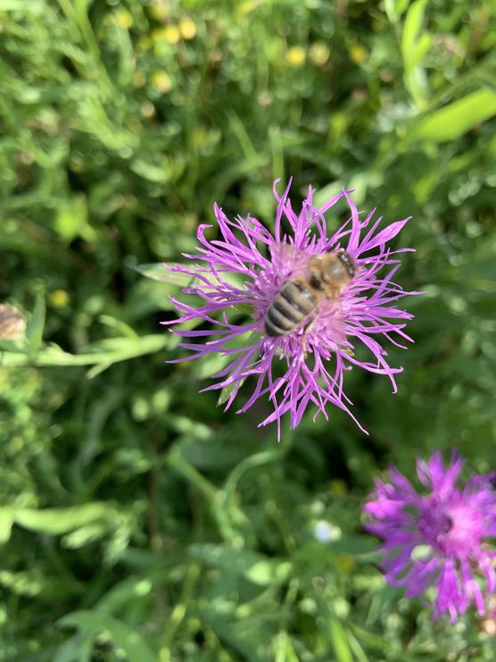 Bild von Rhododendron Bild von Rhododendron