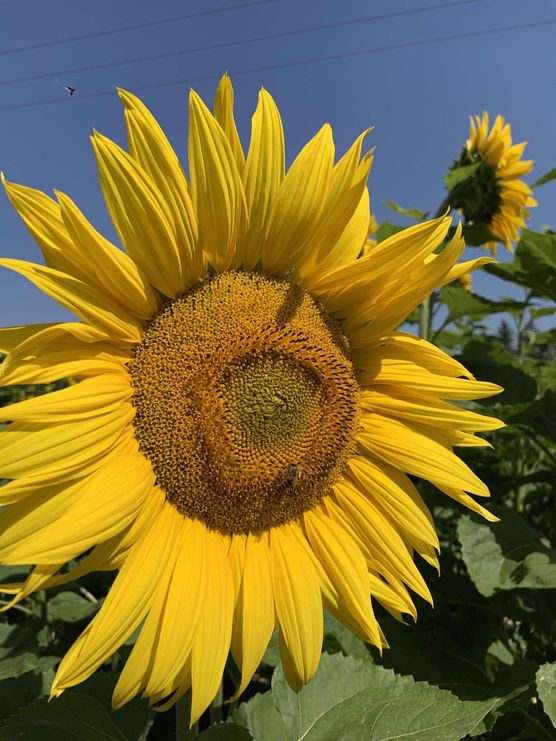 Bild von Rhododendron Bild von Rhododendron