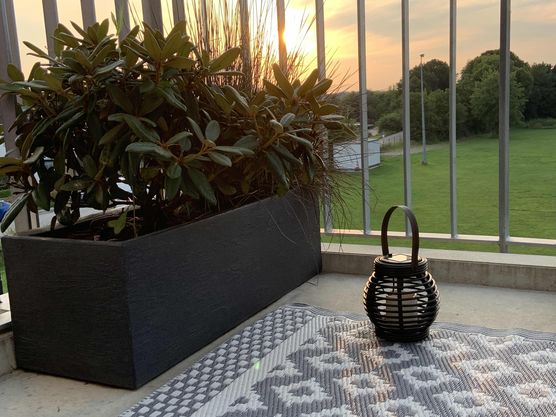 Bild von Rhododendron Bild von Rhododendron