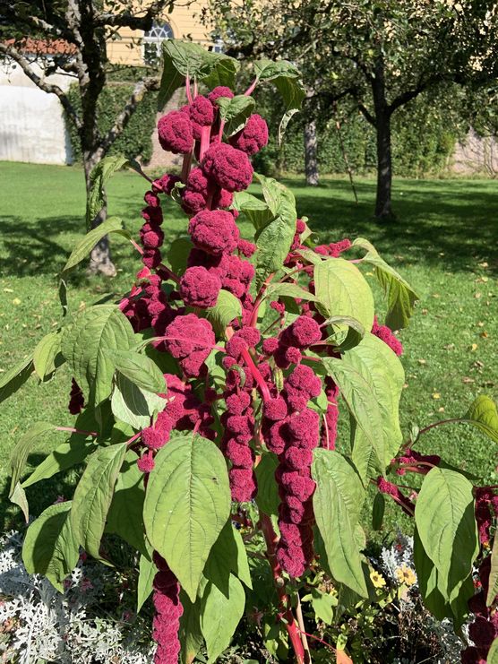 Bild von Rhododendron Bild von Rhododendron