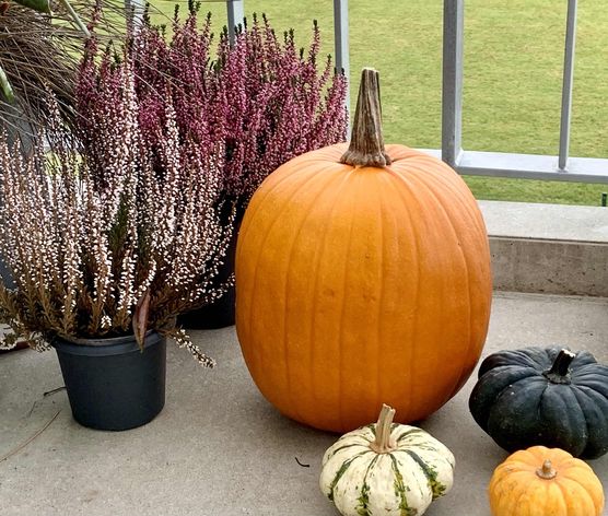 Bild von Rhododendron Bild von Rhododendron