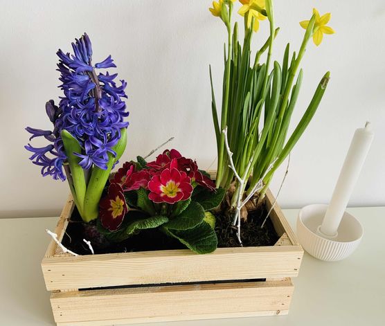 Bild von Rhododendron Bild von Rhododendron