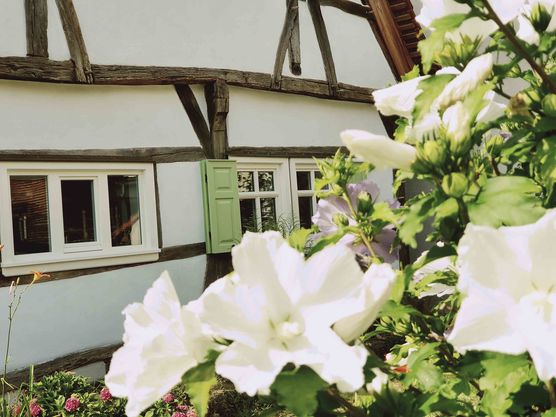 Bild von fallfrosch Bild von fallfrosch