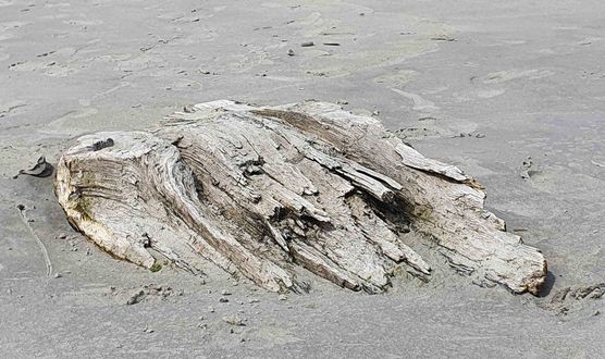 Bild von Carmela Bild von Carmela