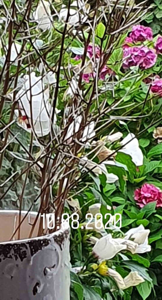 Bild von Carmela Bild von Carmela