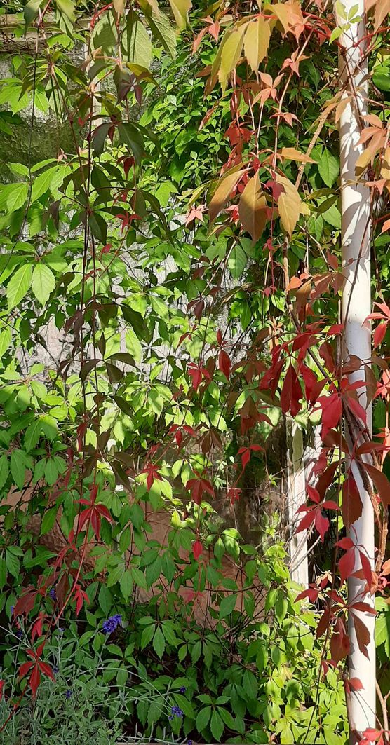 Bild von Bretterbude Bild von Bretterbude