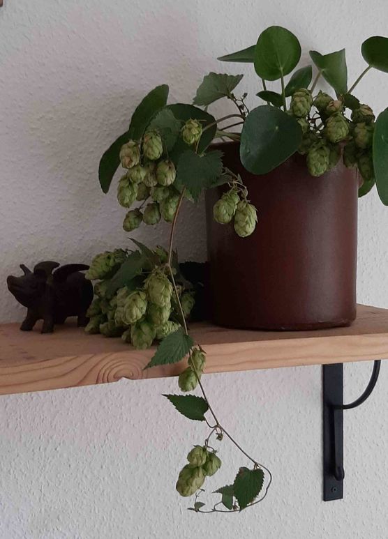 Bild von Bretterbude Bild von Bretterbude