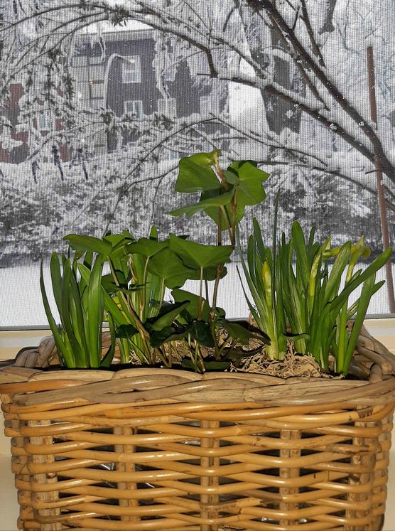 Bild von Bretterbude Bild von Bretterbude