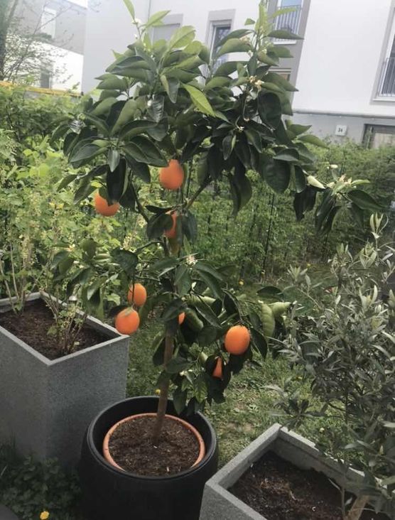 Bild von Sommer Tina Bild von Sommer Tina