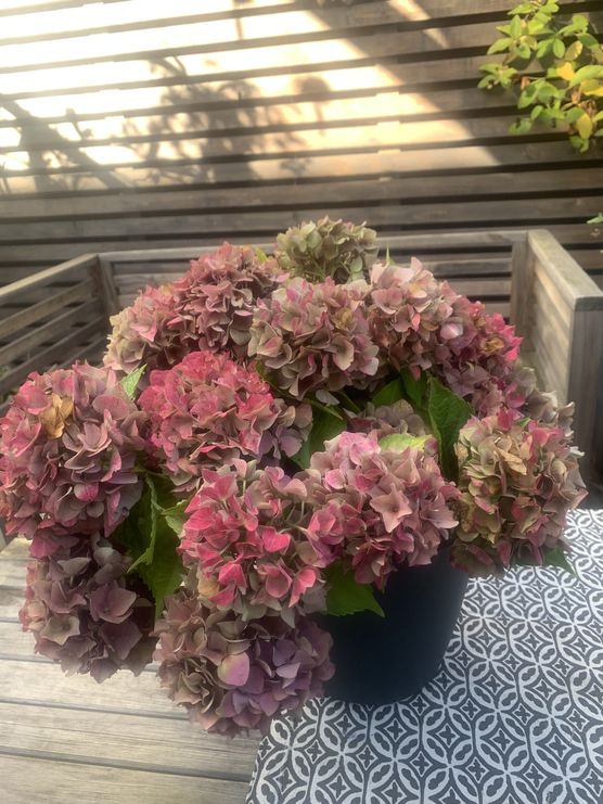 fangen den Sommer ein fangen den Sommer ein