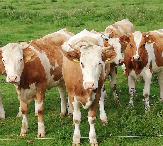 Bild von imkebie Bild von imkebie