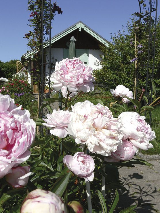 Pfingstrosenblüte Pfingstrosenblüte