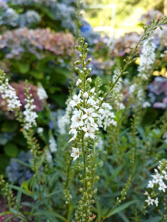 .Spätsommer. .Spätsommer.