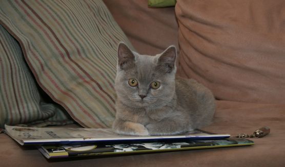 Unsere Miezen Unsere Miezen