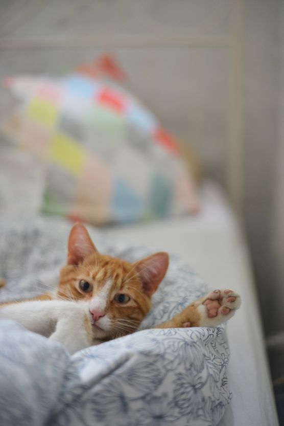 der Kater Pelle der Kater Pelle