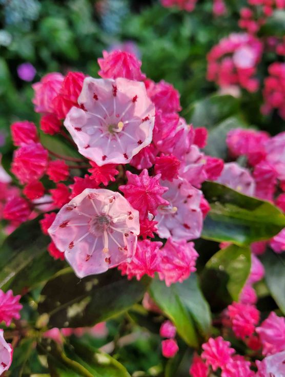 Bild von Baliqueen Bild von Baliqueen