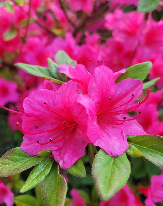 Bild von Baliqueen Bild von Baliqueen