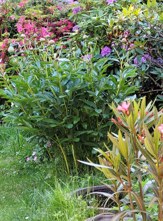 Bild von Baliqueen Bild von Baliqueen