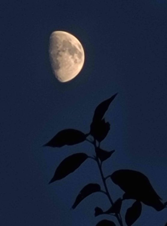 Bild von Baliqueen Bild von Baliqueen