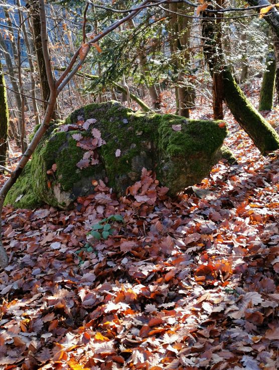 Bild von wuseltante Bild von wuseltante