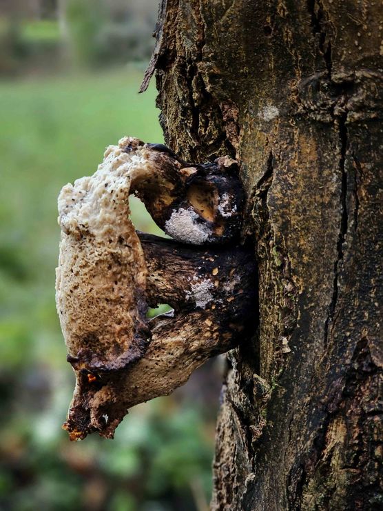 Bild von IDO Bild von IDO