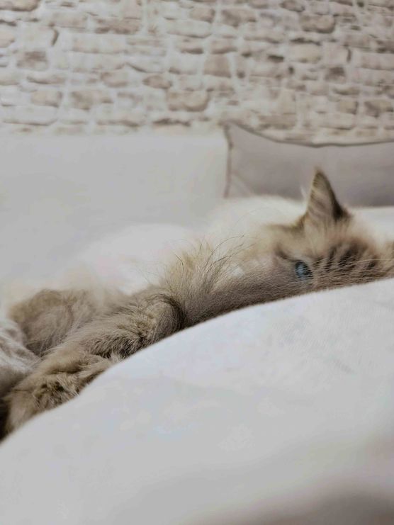 Bild von IDO Bild von IDO