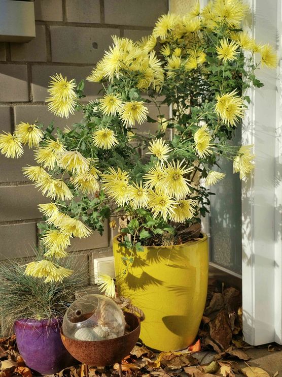 Bild von IDO Bild von IDO