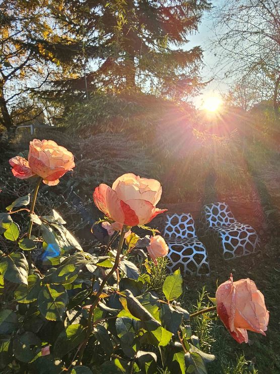 Bild von IDO Bild von IDO