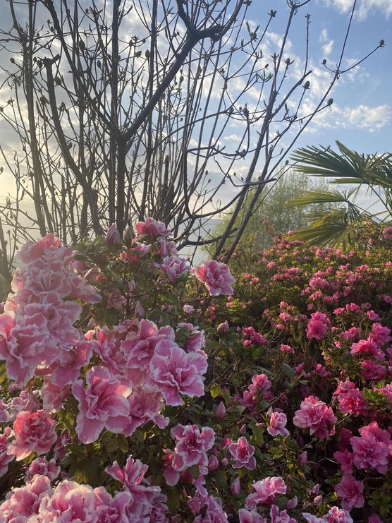 Bild von ZUCKERPUPPE245 Bild von ZUCKERPUPPE245