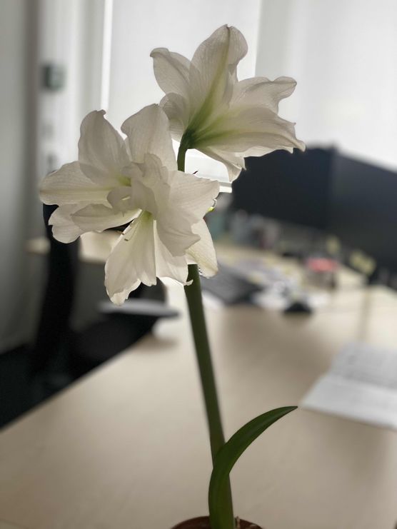 Bild von ZUCKERPUPPE245 Bild von ZUCKERPUPPE245