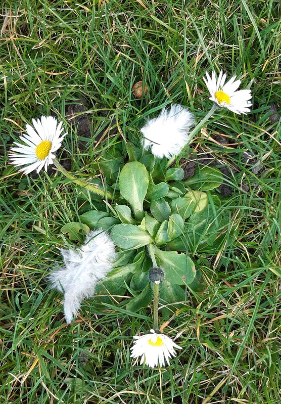 Bild von herbstblume Bild von herbstblume