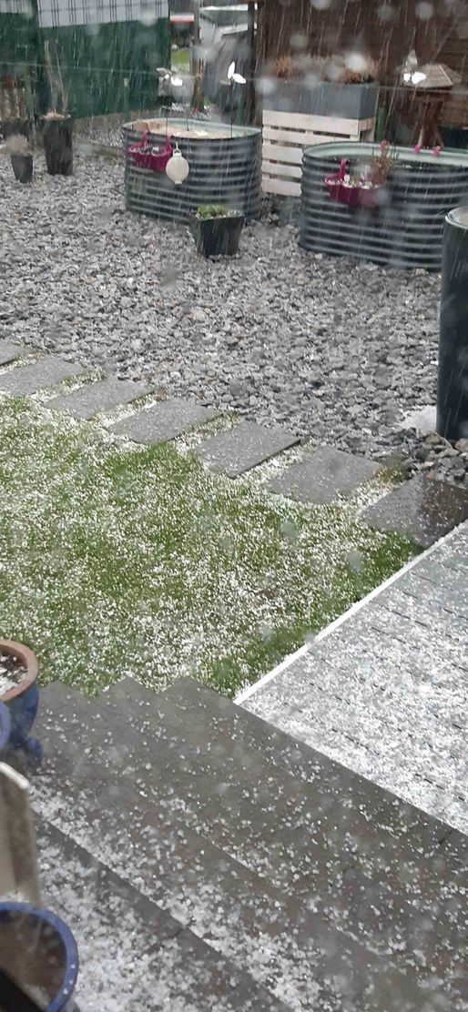 Bild von herbstblume Bild von herbstblume