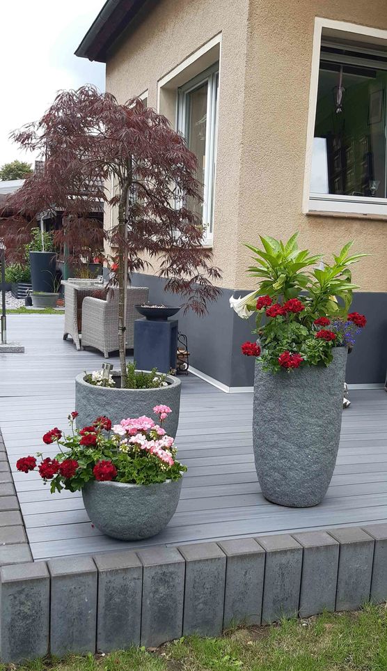 Bild von herbstblume Bild von herbstblume