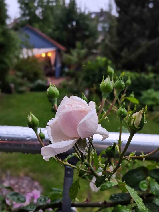 Bild von _Blumenkind_ Bild von _Blumenkind_