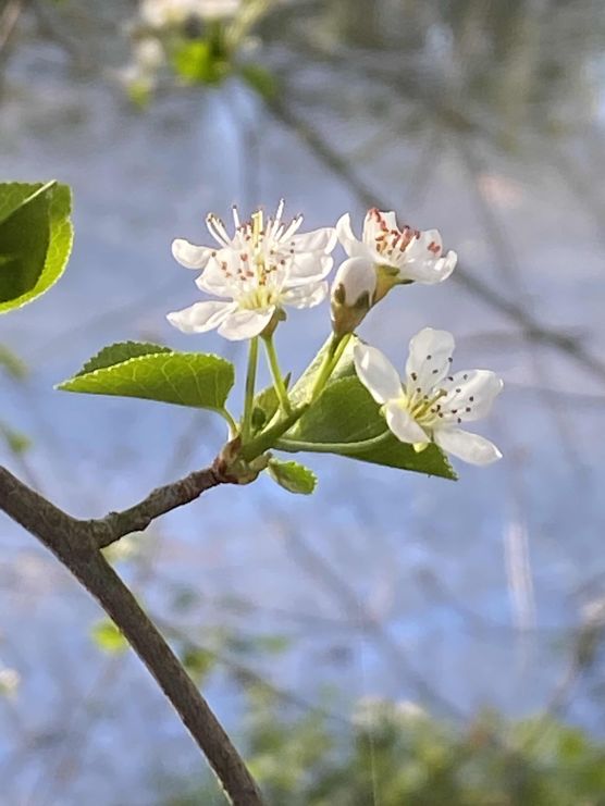 Bild von himmelgrün Bild von himmelgrün