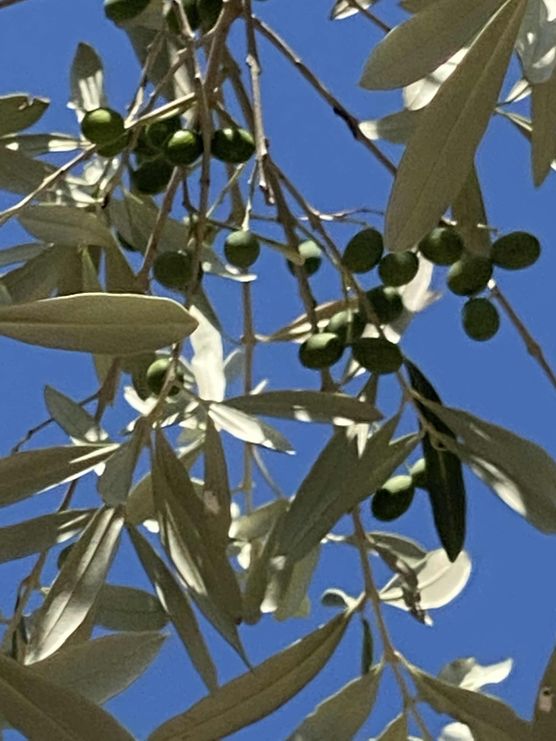 Bild von himmelgrün Bild von himmelgrün