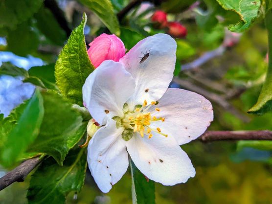 Bild von Löni Bild von Löni