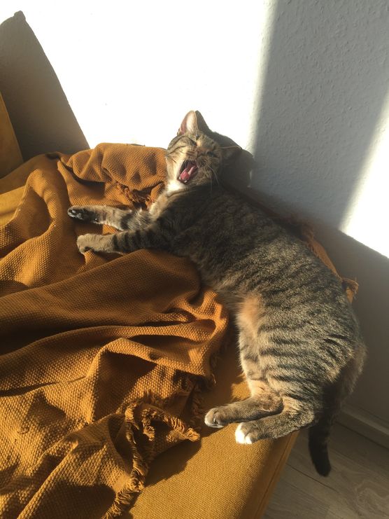 Das Kätzchen ist auch Das Kätzchen ist auch