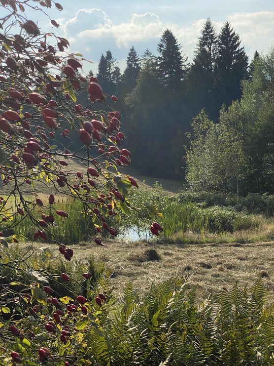 Bild von MySwissCountryHome Bild von MySwissCountryHome