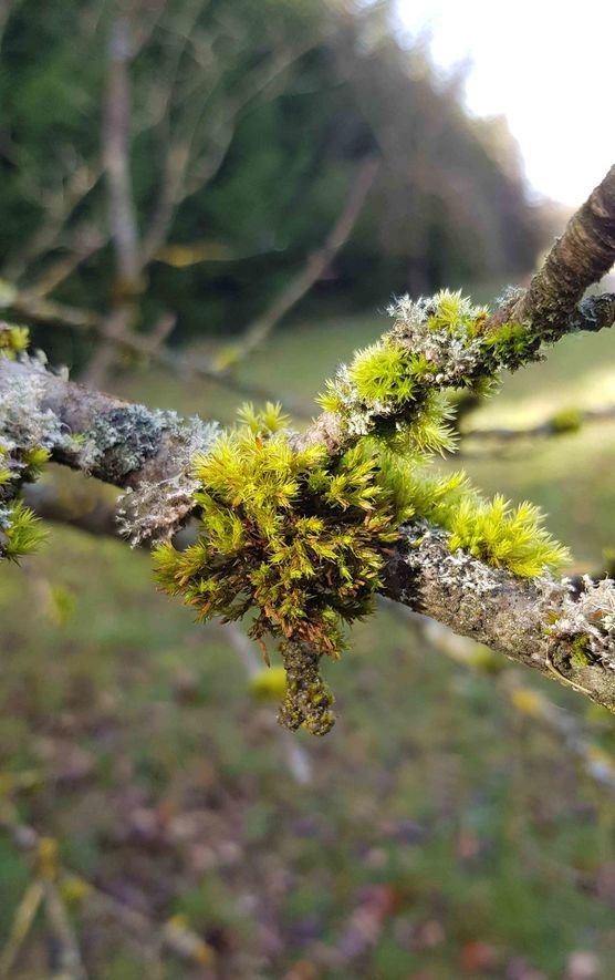 Bild von cosi.living Bild von cosi.living