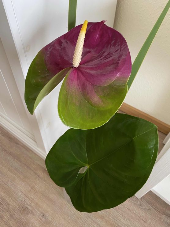 Bild von Schneekönigin Bild von Schneekönigin